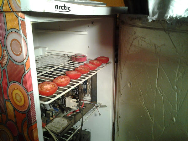 Tomatoes on a dryer shelf in the mining fridge