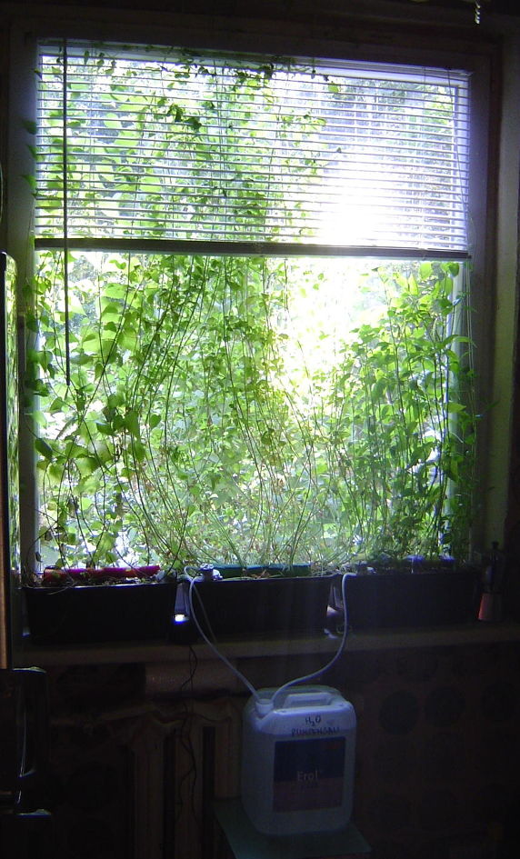 Window with plants and installed pumpensau