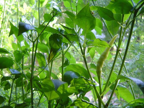 Chili plants